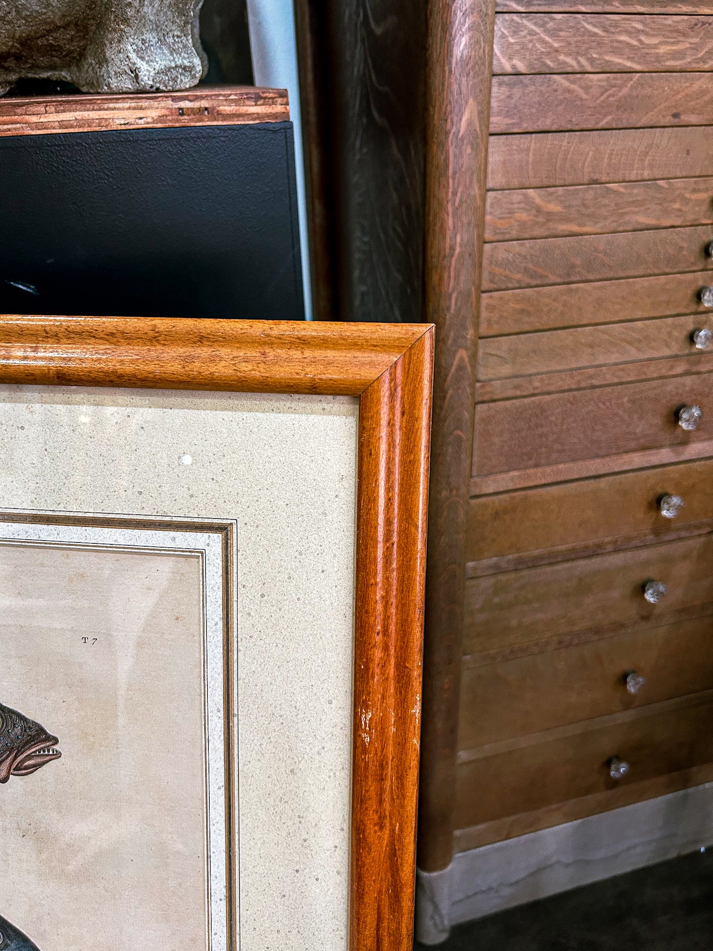 18th Century Mark Catesby (1679-1749) Hand Colored Tail Fish Framed Engraving