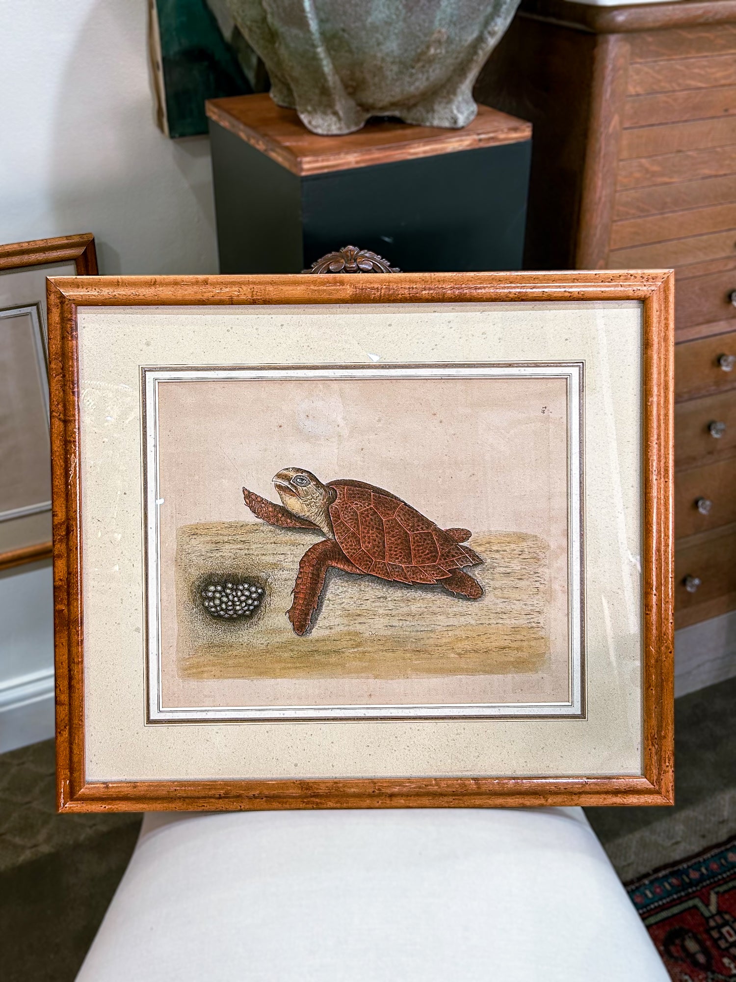 18th Century Mark Catesby (1679-1749) The Hawks Bill Turtle Framed Etching Engraving