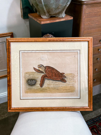 18th Century Mark Catesby (1679-1749) The Hawks Bill Turtle Framed Etching Engraving
