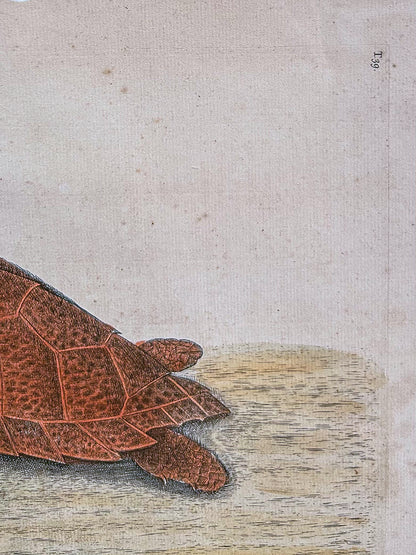 18th Century Mark Catesby (1679-1749) The Hawks Bill Turtle Framed Etching Engraving
