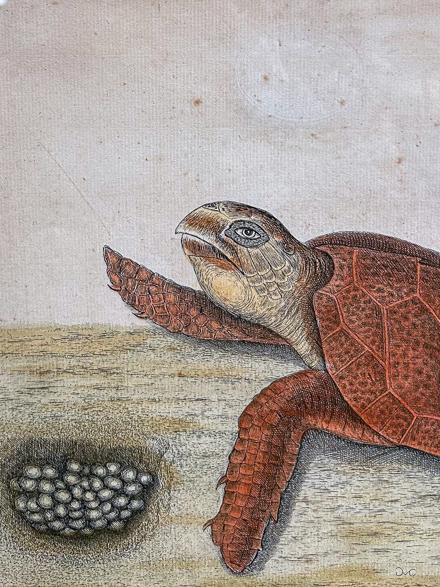 18th Century Mark Catesby (1679-1749) The Hawks Bill Turtle Framed Etching Engraving