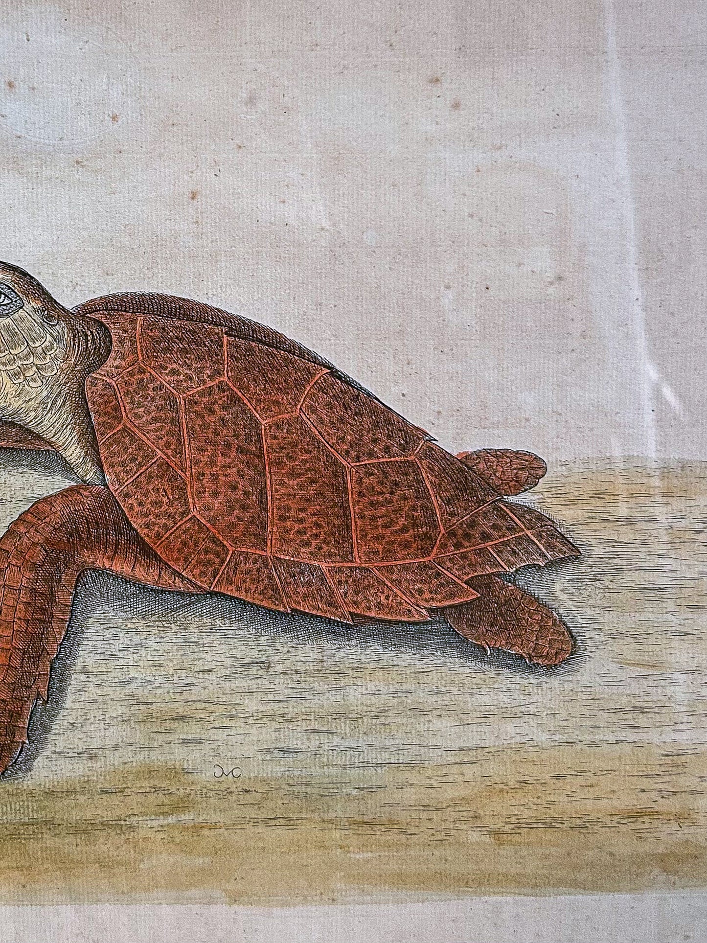 18th Century Mark Catesby (1679-1749) The Hawks Bill Turtle Framed Etching Engraving