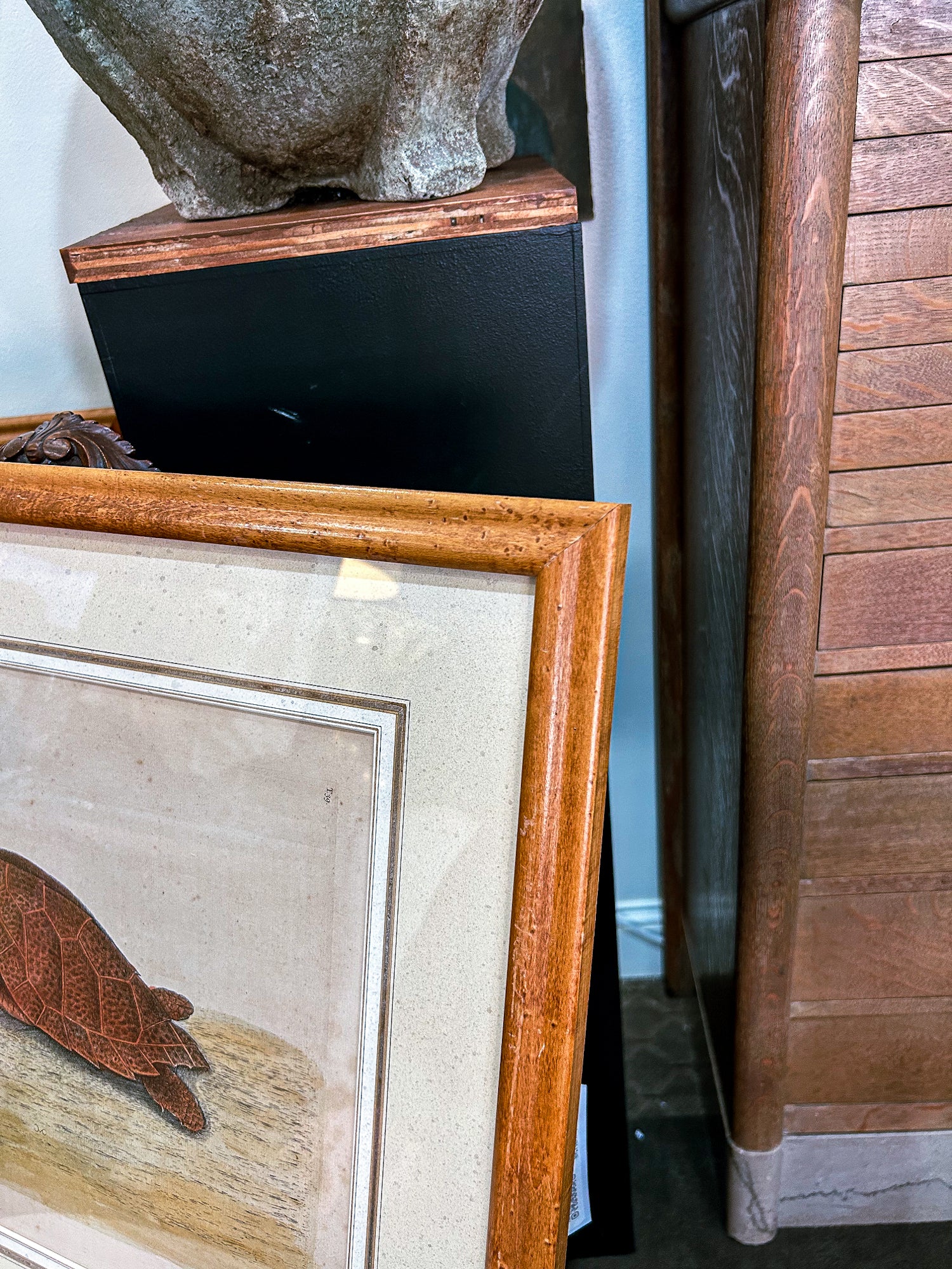 18th Century Mark Catesby (1679-1749) The Hawks Bill Turtle Framed Etching Engraving