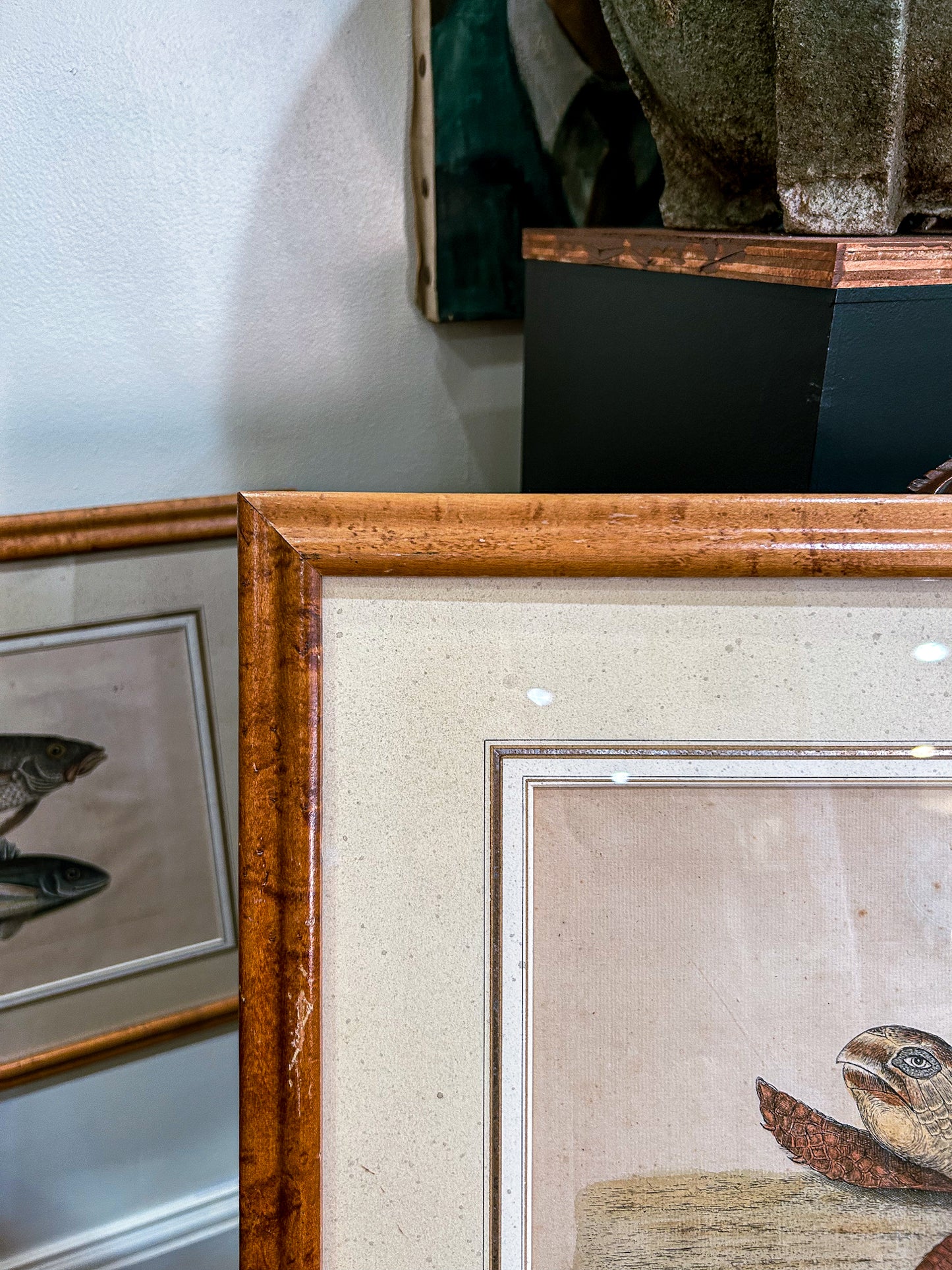 18th Century Mark Catesby (1679-1749) The Hawks Bill Turtle Framed Etching Engraving