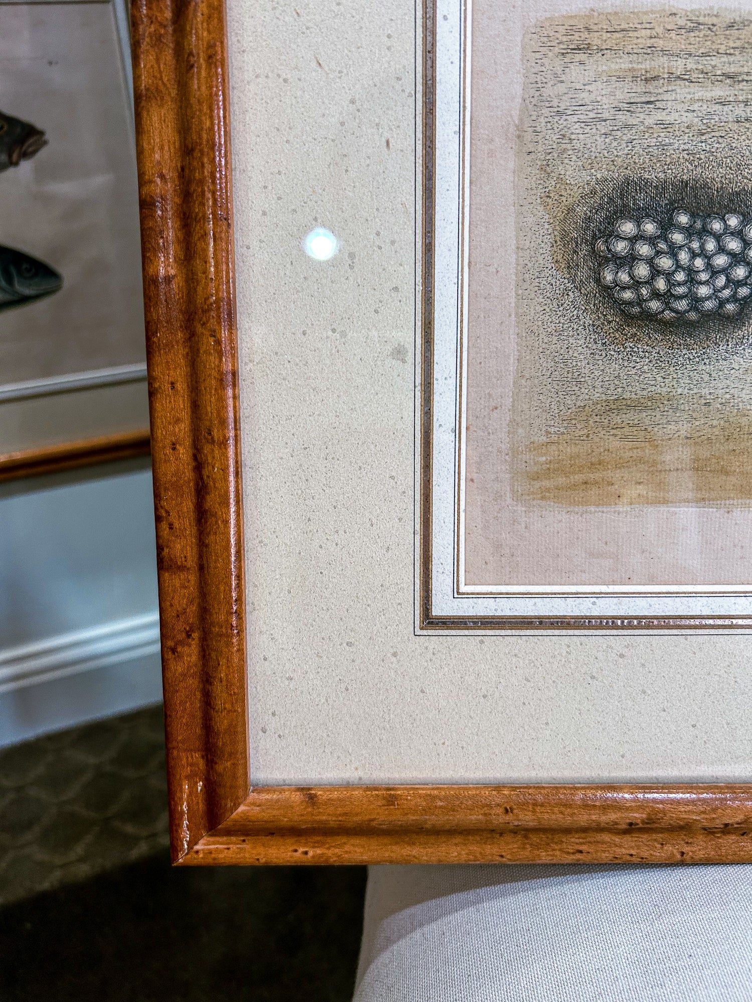 18th Century Mark Catesby (1679-1749) The Hawks Bill Turtle Framed Etching Engraving