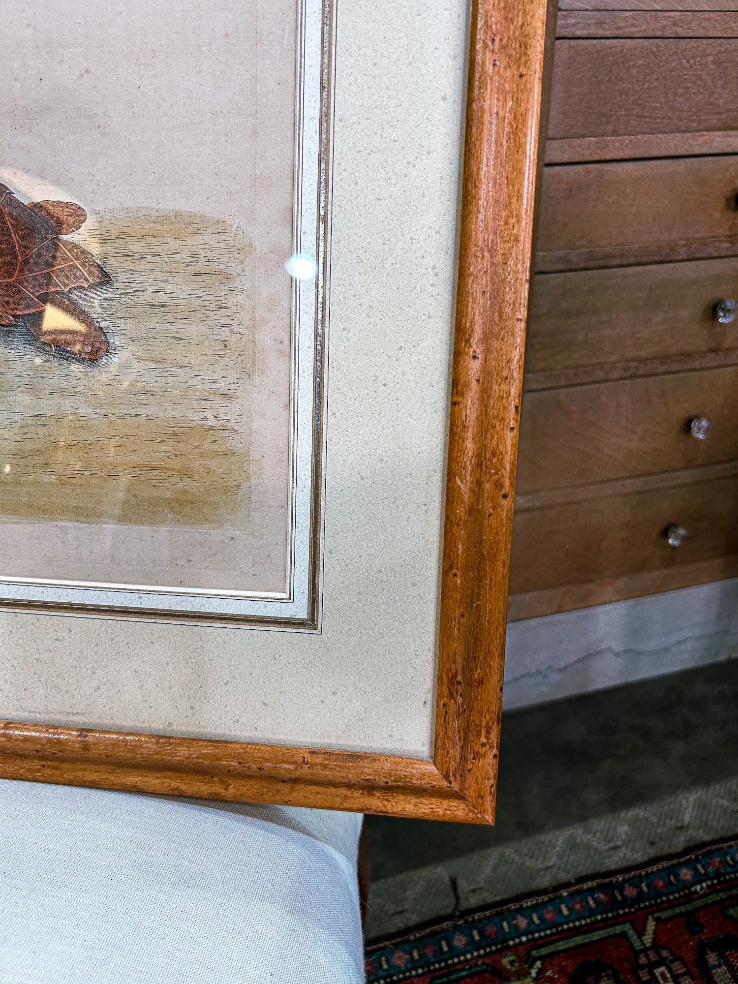 18th Century Mark Catesby (1679-1749) The Hawks Bill Turtle Framed Etching Engraving