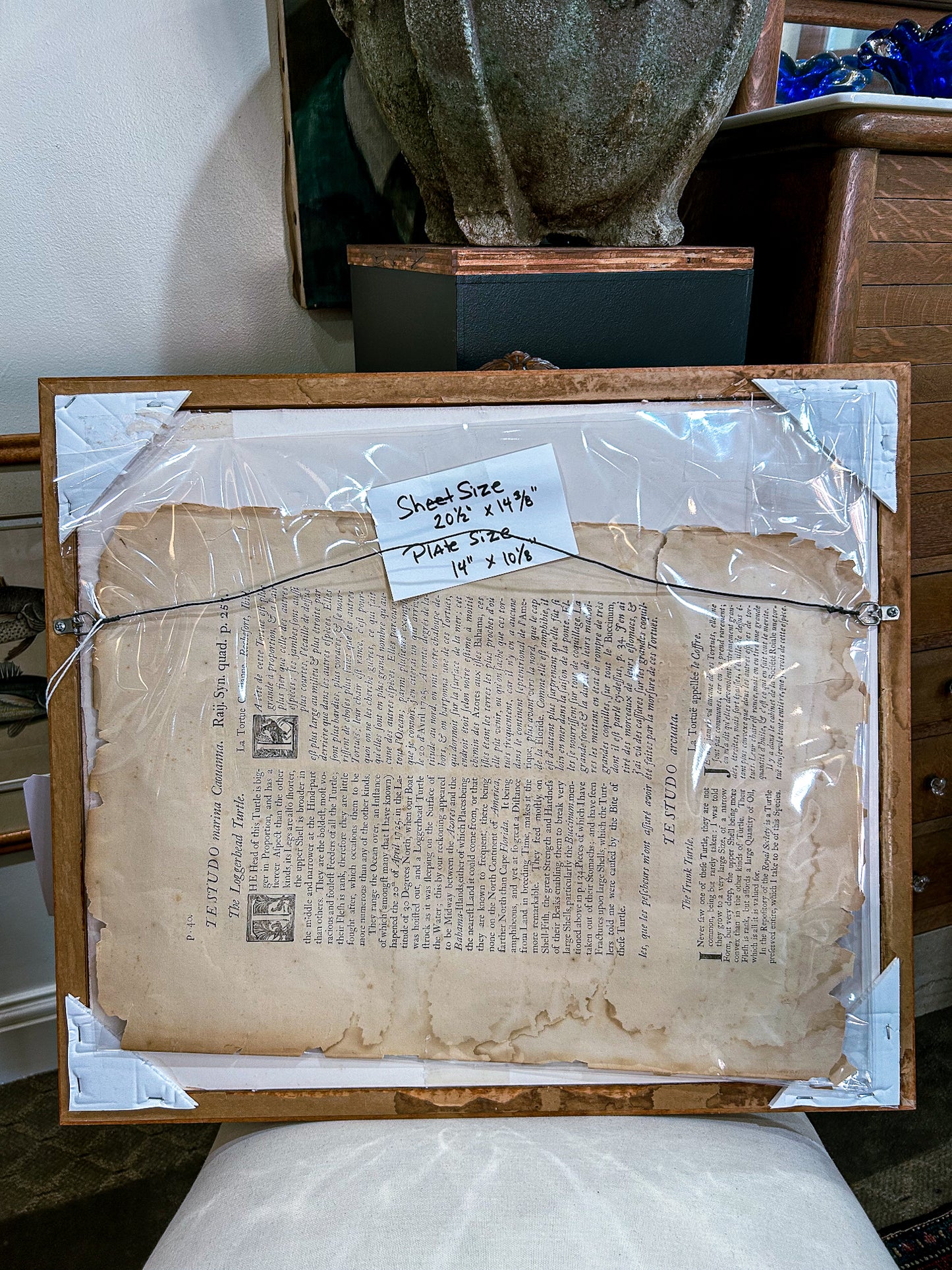 18th Century Mark Catesby (1679-1749) The Hawks Bill Turtle Framed Etching Engraving