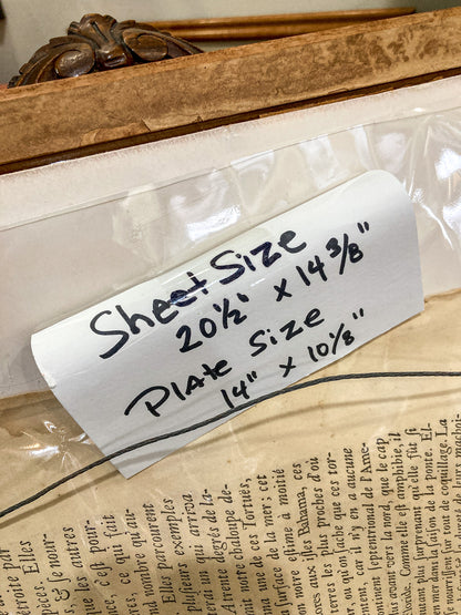 18th Century Mark Catesby (1679-1749) The Hawks Bill Turtle Framed Etching Engraving