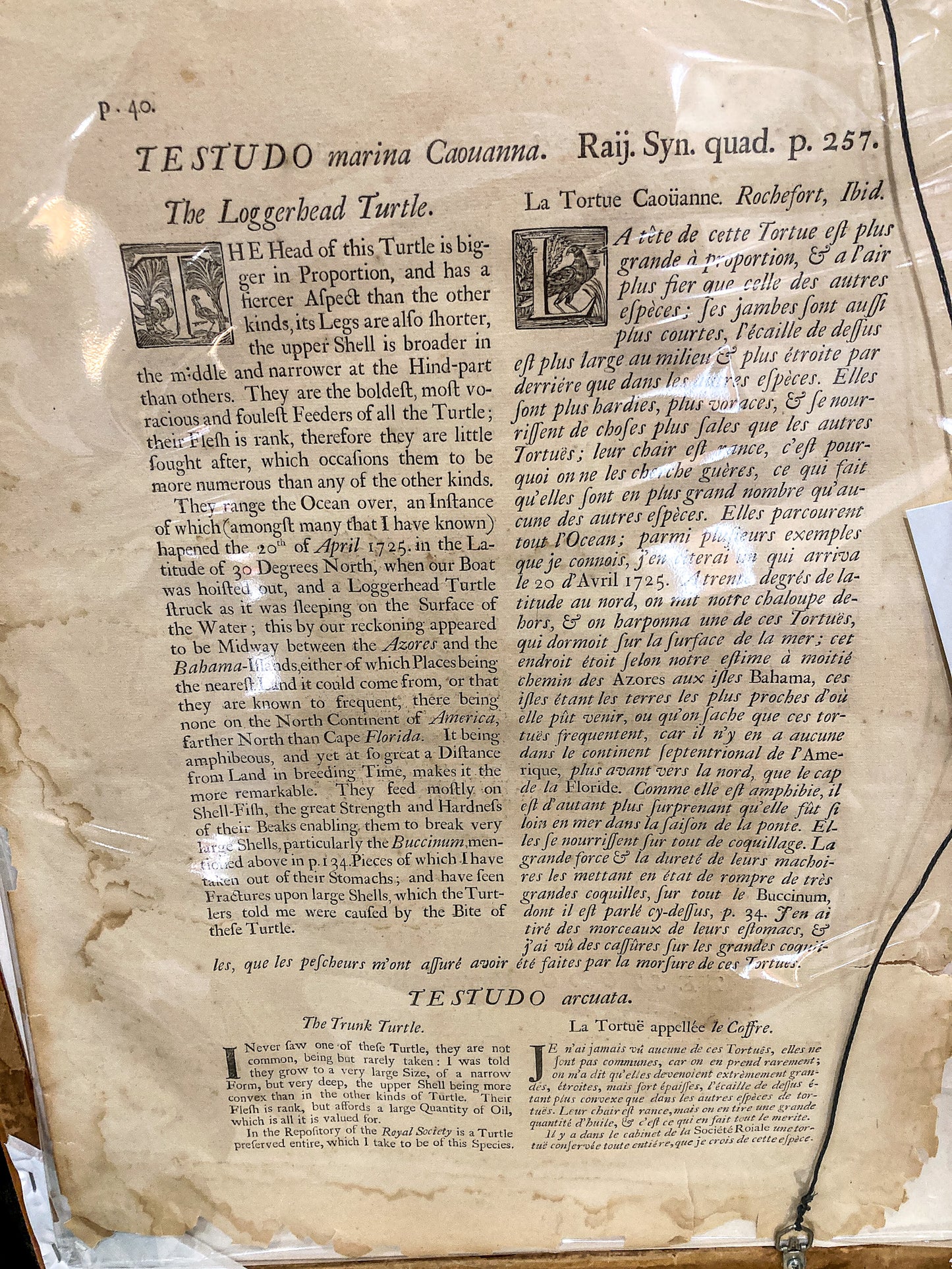 18th Century Mark Catesby (1679-1749) The Hawks Bill Turtle Framed Etching Engraving