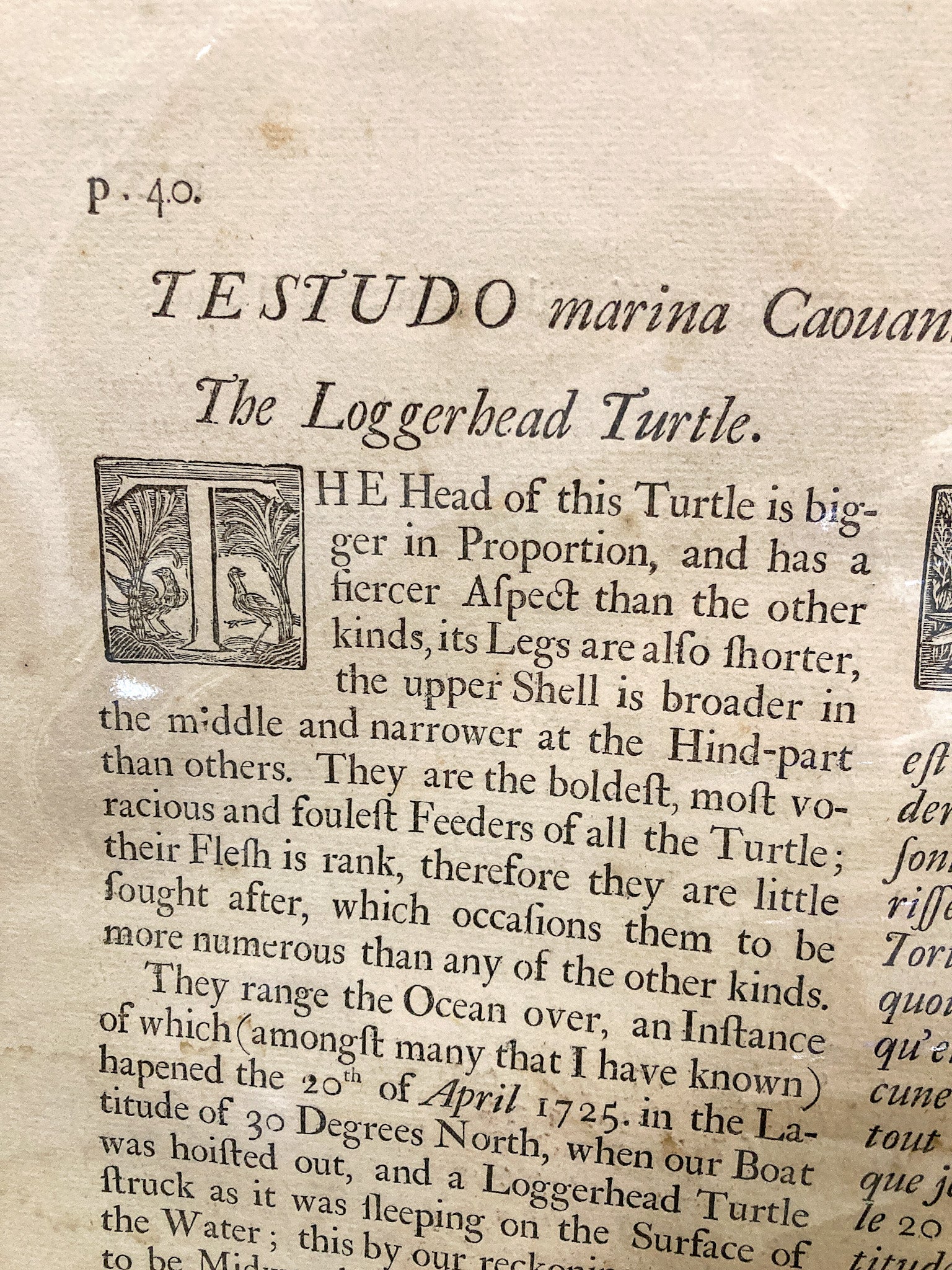 18th Century Mark Catesby (1679-1749) The Hawks Bill Turtle Framed Etching Engraving