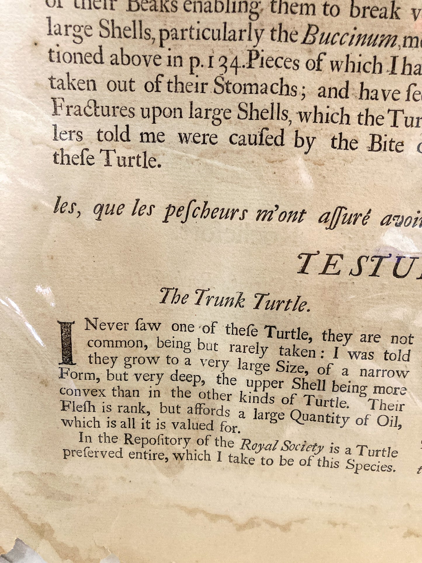 18th Century Mark Catesby (1679-1749) The Hawks Bill Turtle Framed Etching Engraving