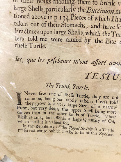 18th Century Mark Catesby (1679-1749) The Hawks Bill Turtle Framed Etching Engraving