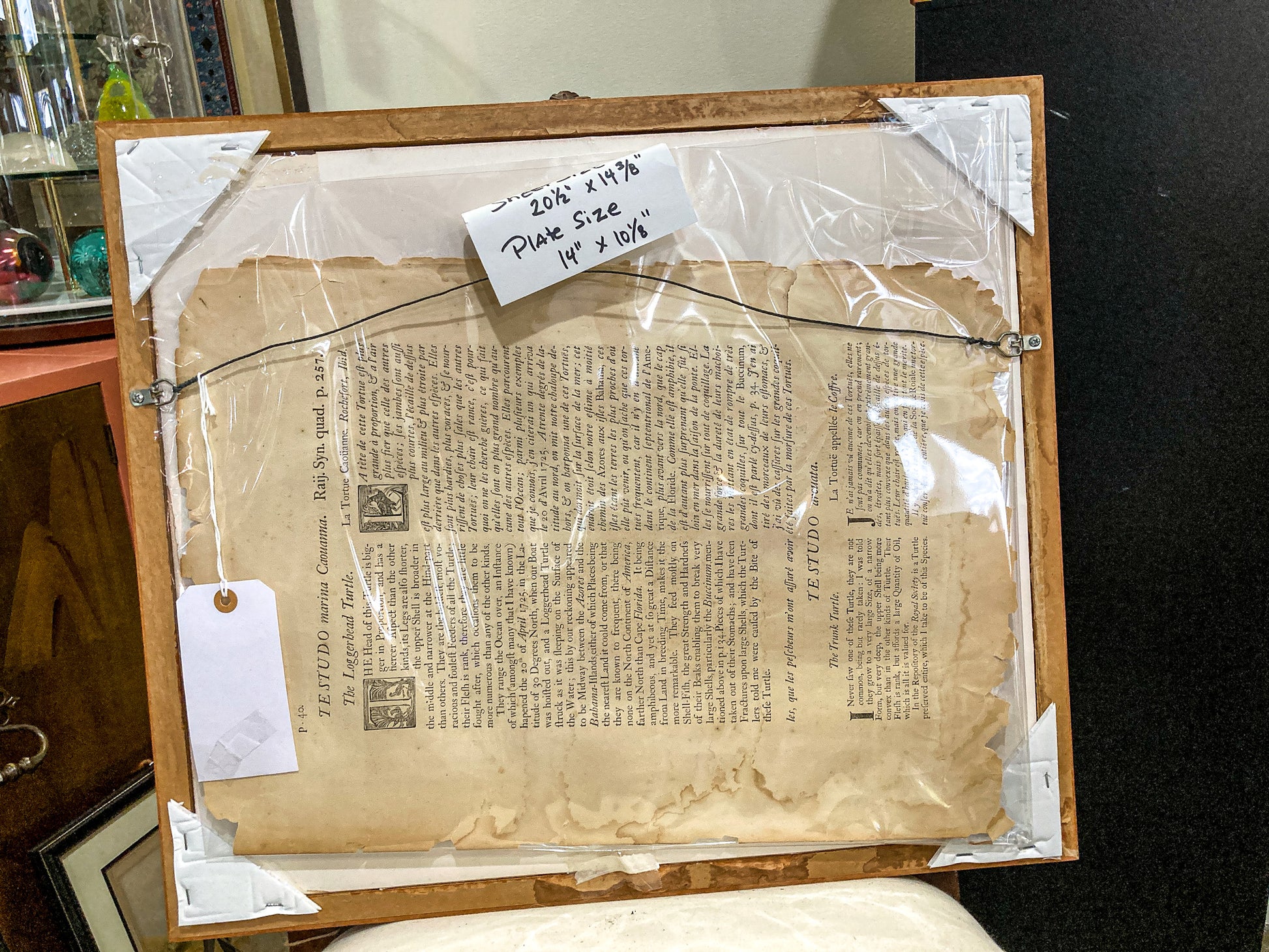 18th Century Mark Catesby (1679-1749) The Hawks Bill Turtle Framed Etching Engraving