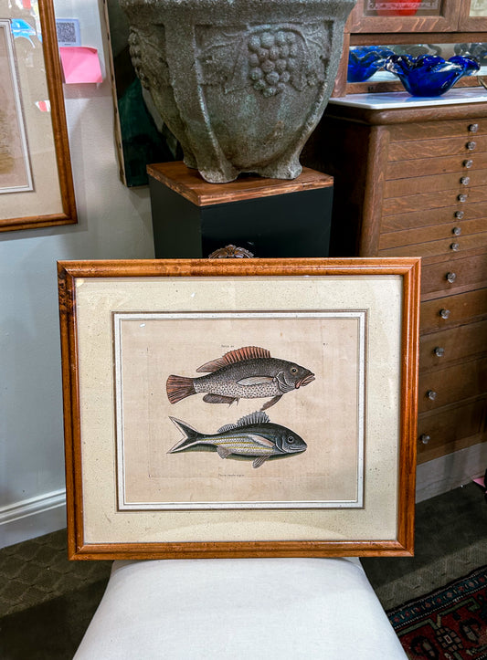 18th Century Mark Catesby (1679-1749) Hand Colored Tail Fish Framed Engraving