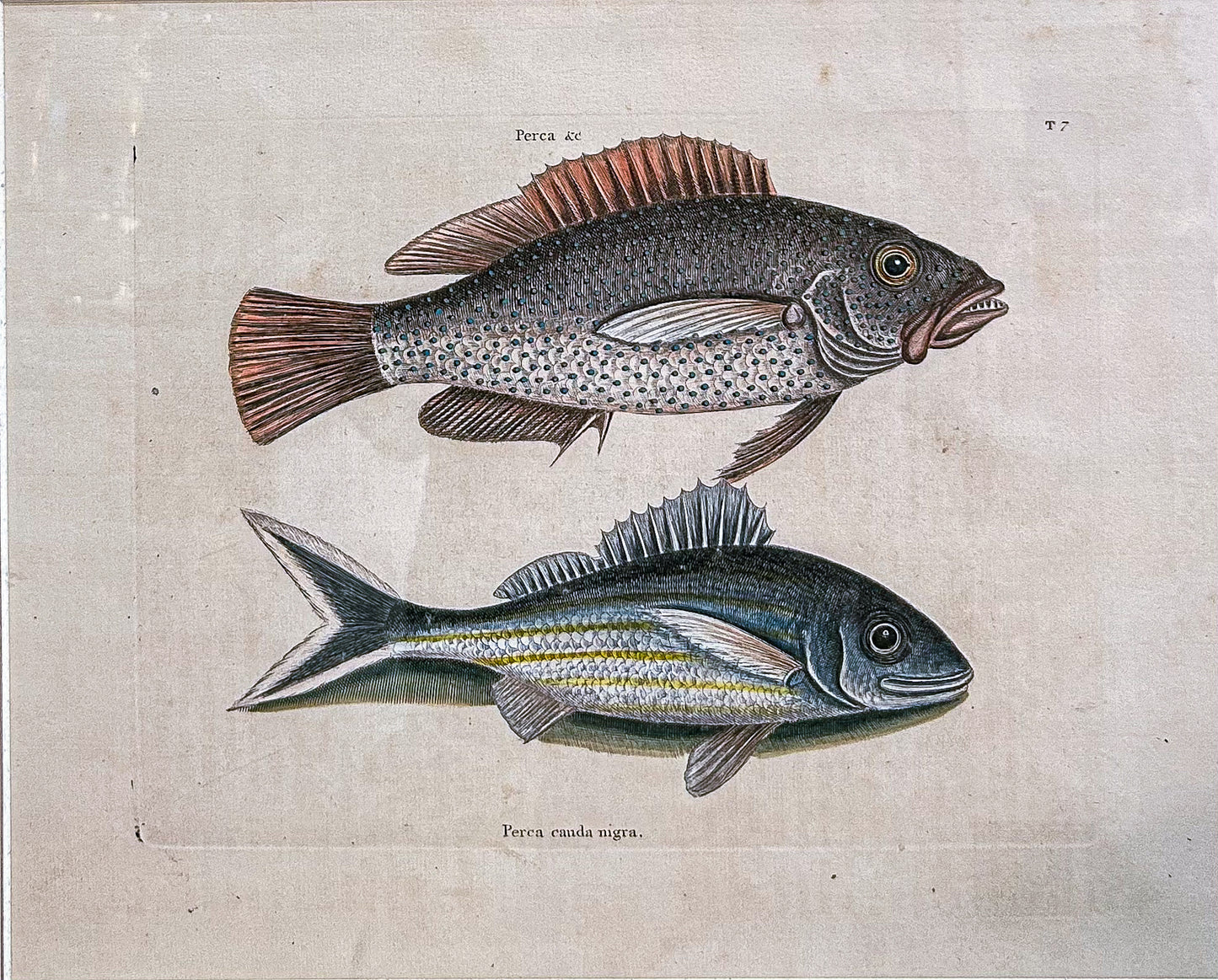 18th Century Mark Catesby (1679-1749) Hand Colored Tail Fish Framed Engraving