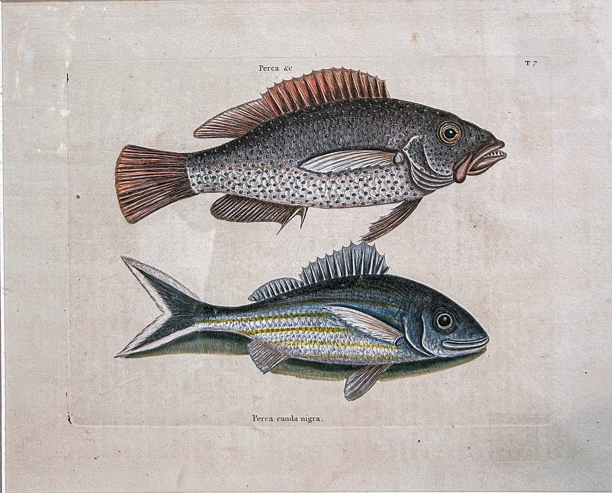 18th Century Mark Catesby (1679-1749) Hand Colored Tail Fish Framed Engraving