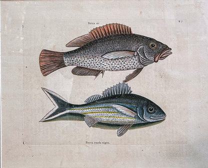 18th Century Mark Catesby (1679-1749) Hand Colored Tail Fish Framed Engraving