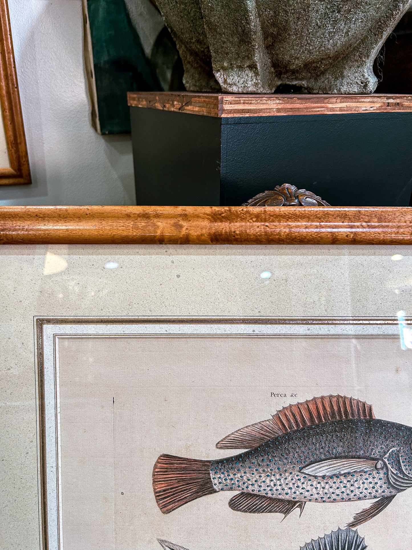 18th Century Mark Catesby (1679-1749) Hand Colored Tail Fish Framed Engraving