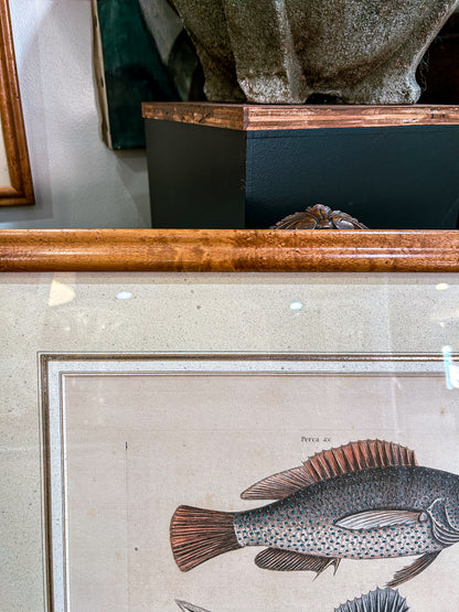 18th Century Mark Catesby (1679-1749) Hand Colored Tail Fish Framed Engraving