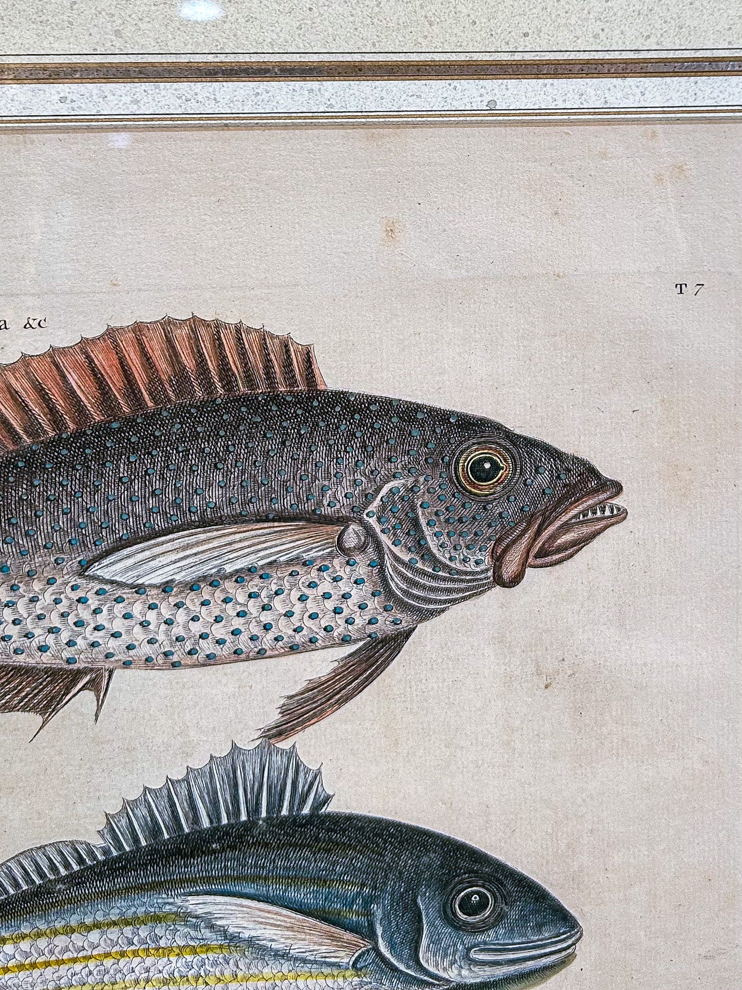 18th Century Mark Catesby (1679-1749) Hand Colored Tail Fish Framed Engraving