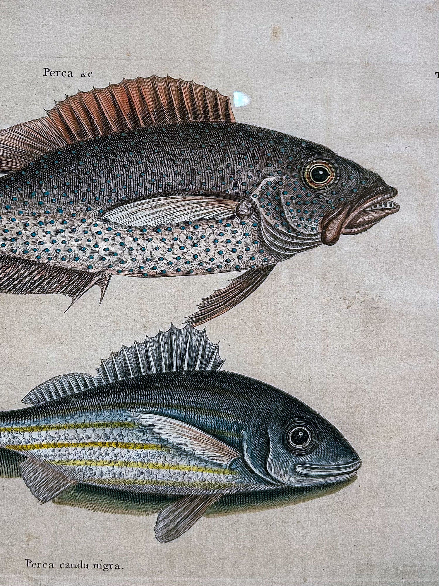 18th Century Mark Catesby (1679-1749) Hand Colored Tail Fish Framed Engraving