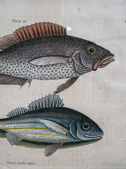 18th Century Mark Catesby (1679-1749) Hand Colored Tail Fish Framed Engraving