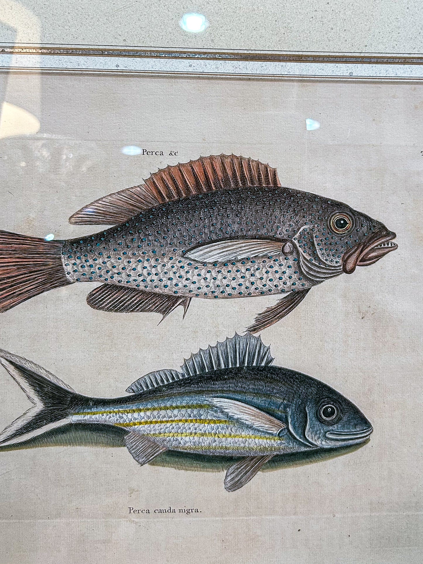18th Century Mark Catesby (1679-1749) Hand Colored Tail Fish Framed Engraving