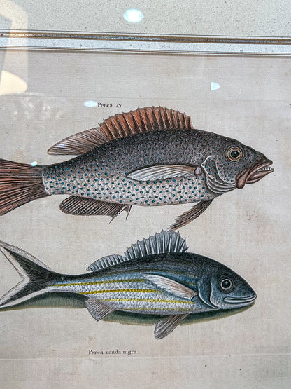 18th Century Mark Catesby (1679-1749) Hand Colored Tail Fish Framed Engraving