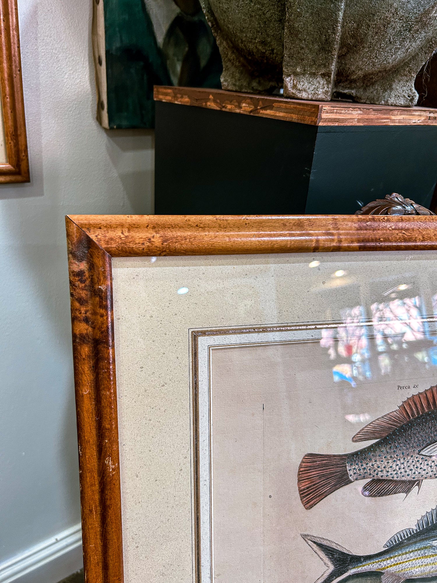 18th Century Mark Catesby (1679-1749) Hand Colored Tail Fish Framed Engraving