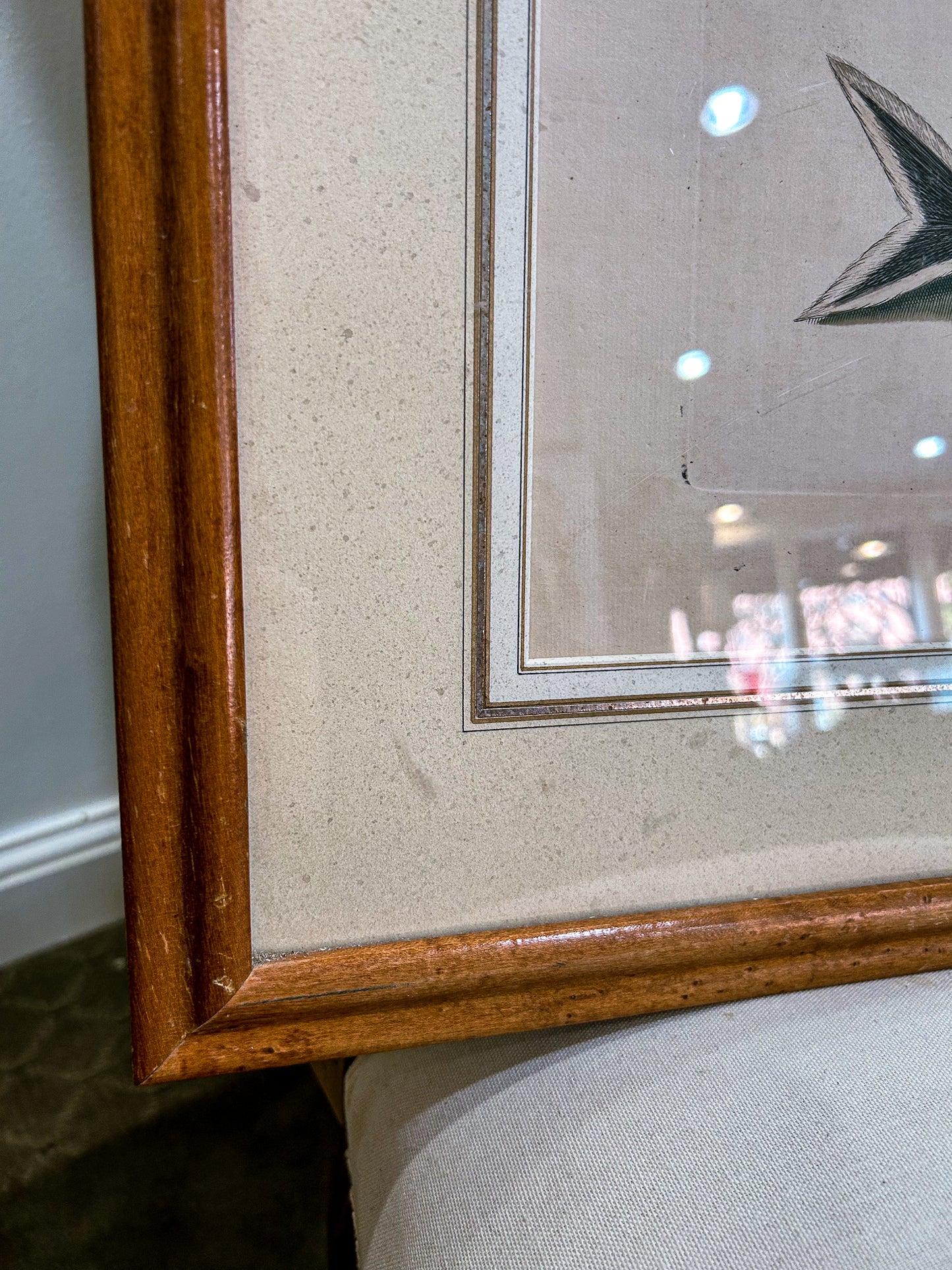 18th Century Mark Catesby (1679-1749) Hand Colored Tail Fish Framed Engraving