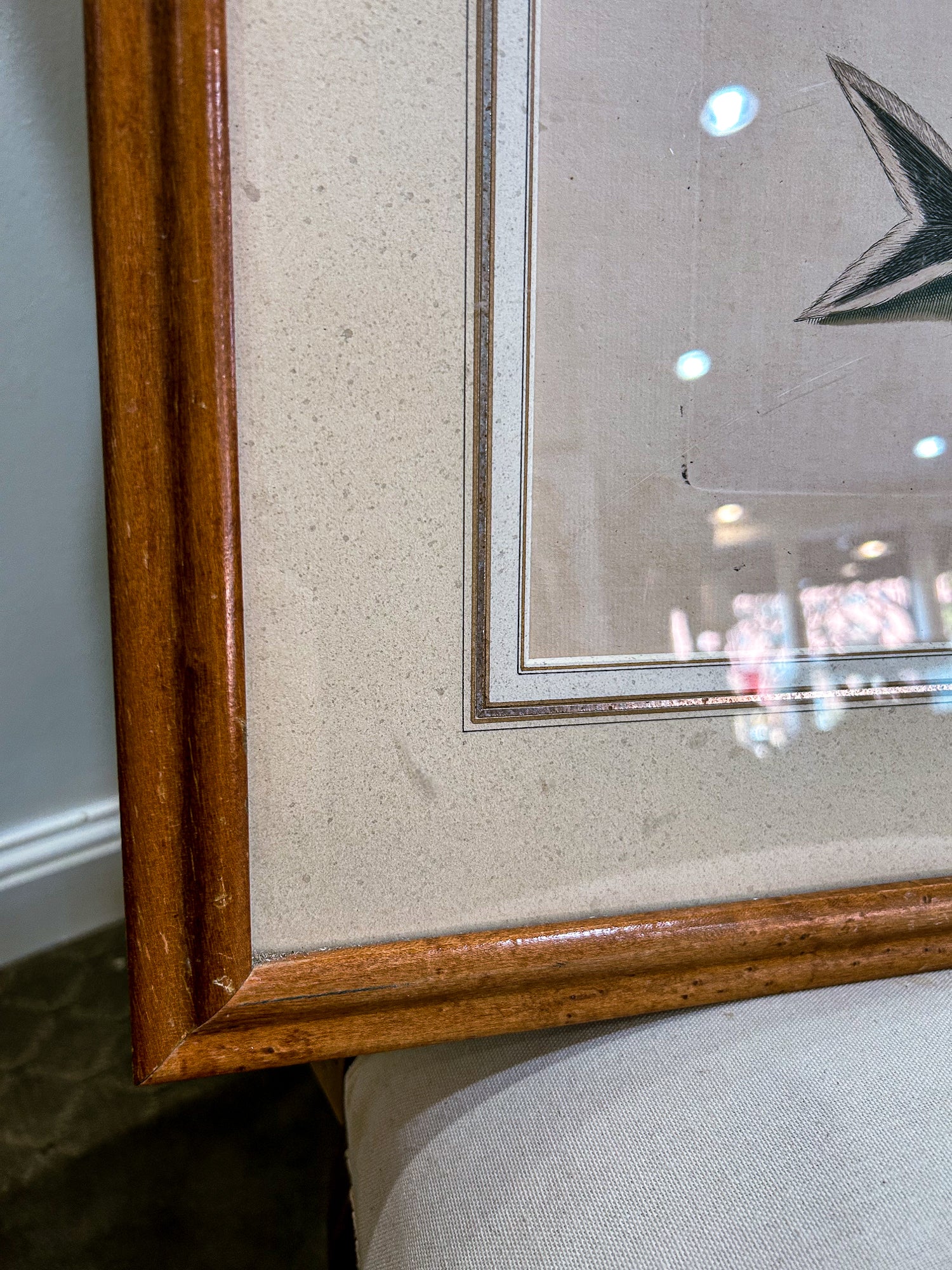 18th Century Mark Catesby (1679-1749) Hand Colored Tail Fish Framed Engraving