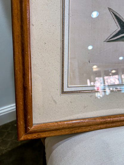 18th Century Mark Catesby (1679-1749) Hand Colored Tail Fish Framed Engraving