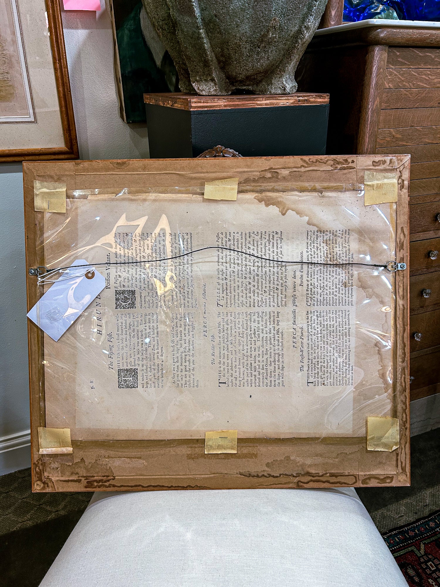 18th Century Mark Catesby (1679-1749) Hand Colored Tail Fish Framed Engraving