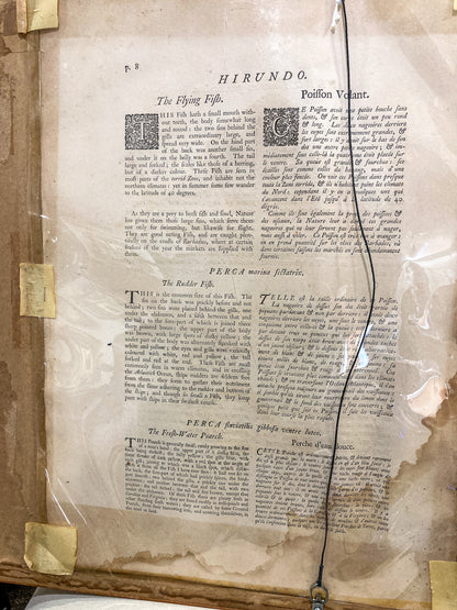 18th Century Mark Catesby (1679-1749) Hand Colored Tail Fish Framed Engraving