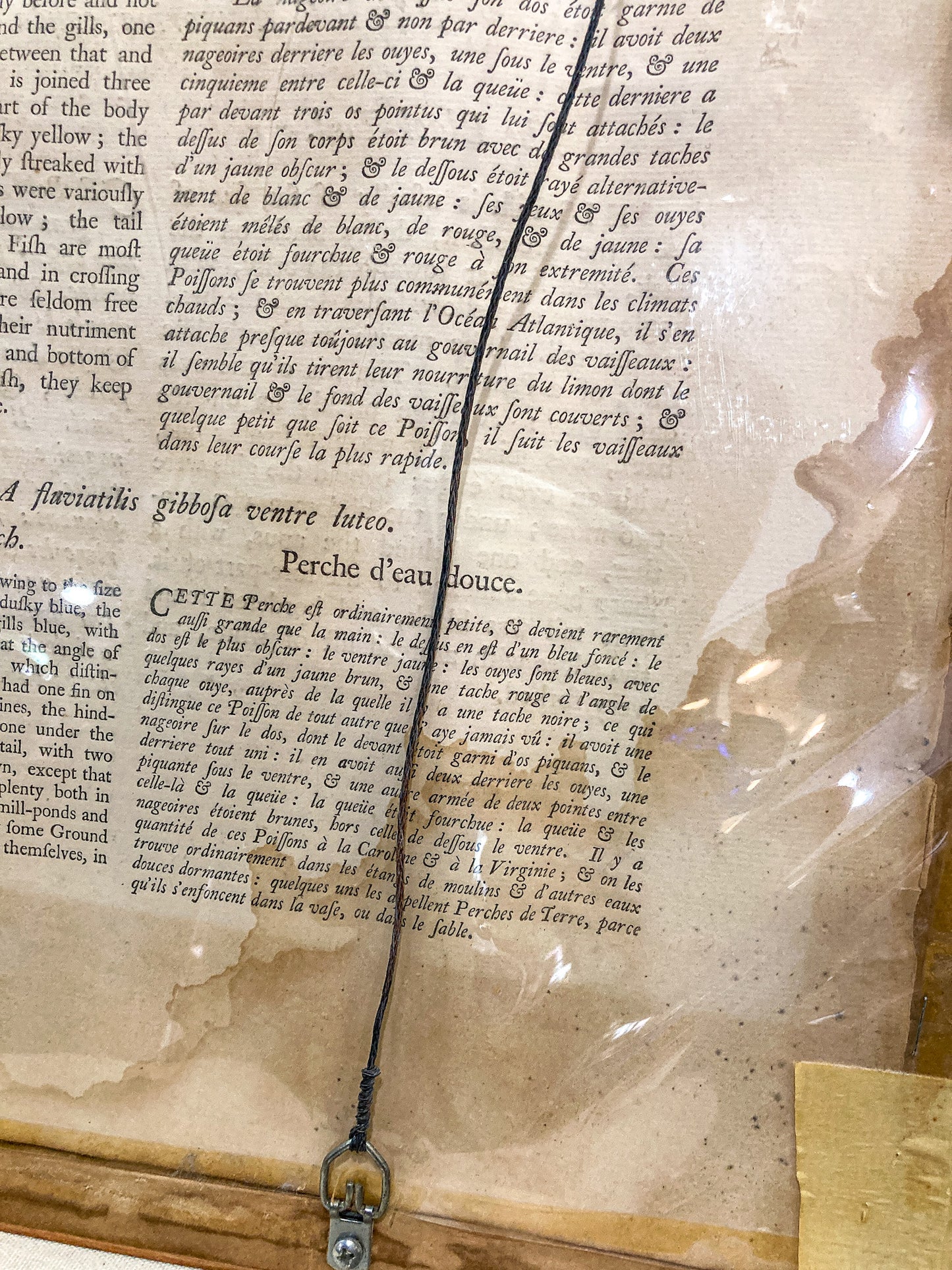 18th Century Mark Catesby (1679-1749) Hand Colored Tail Fish Framed Engraving