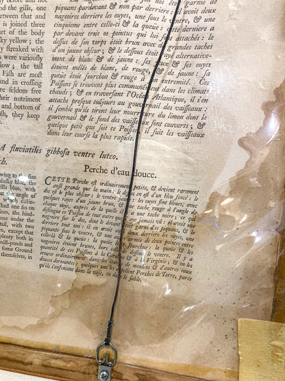 18th Century Mark Catesby (1679-1749) Hand Colored Tail Fish Framed Engraving