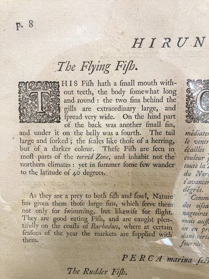 18th Century Mark Catesby (1679-1749) Hand Colored Tail Fish Framed Engraving