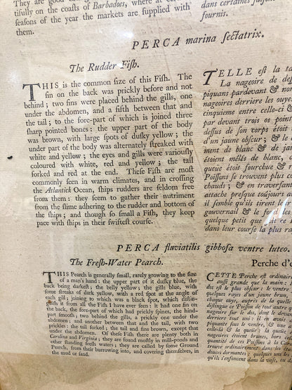 18th Century Mark Catesby (1679-1749) Hand Colored Tail Fish Framed Engraving