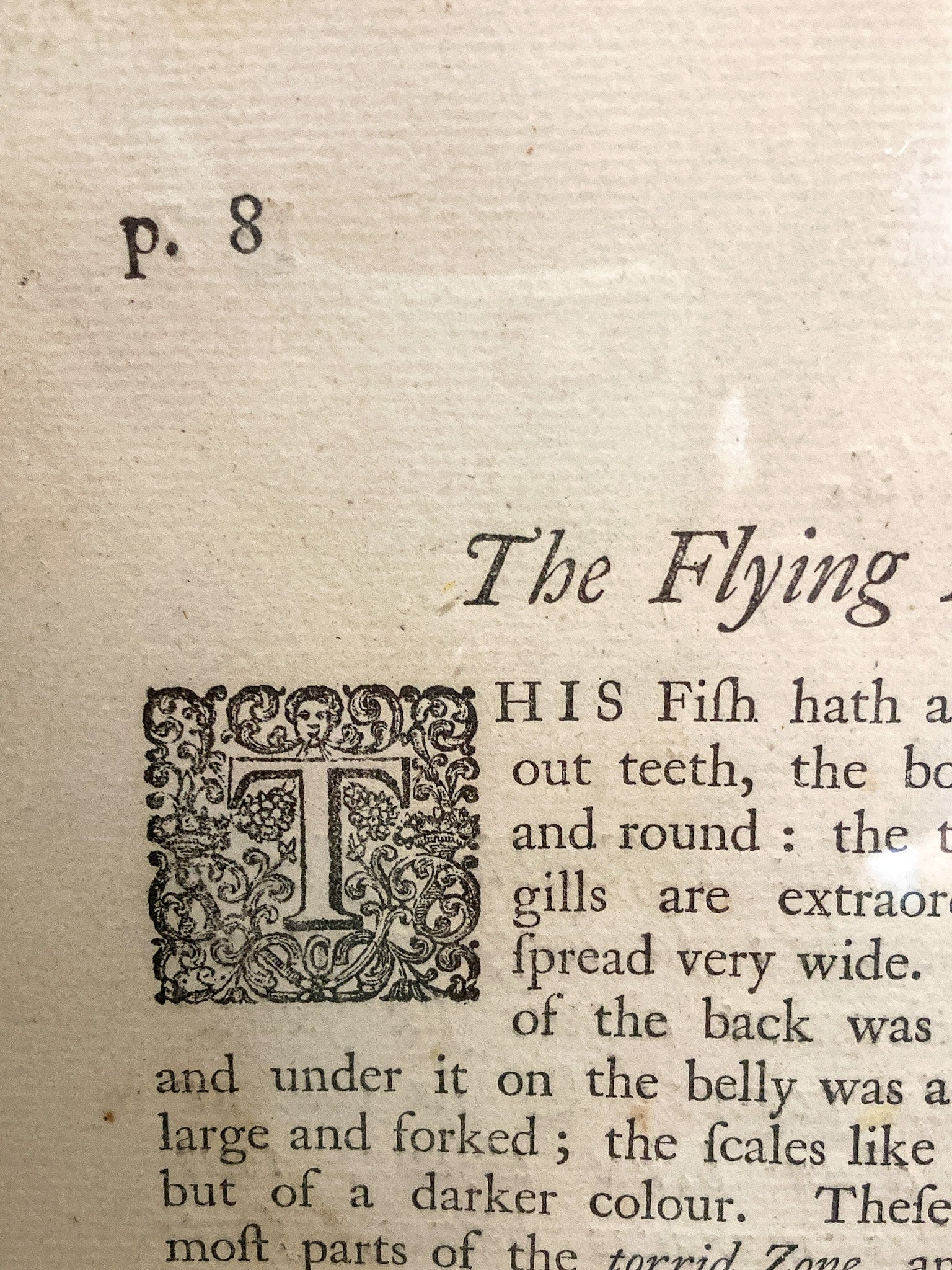 18th Century Mark Catesby (1679-1749) Hand Colored Tail Fish Framed Engraving