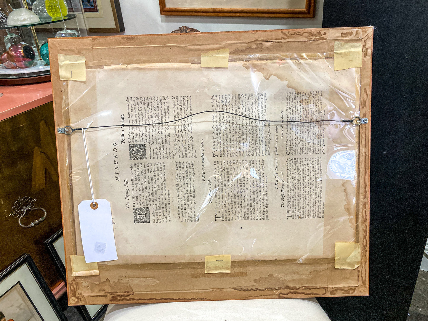 18th Century Mark Catesby (1679-1749) Hand Colored Tail Fish Framed Engraving