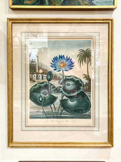 Antique Stadler 1804 The Blue Egyptian Water Lily Framed Color Aquatint Print