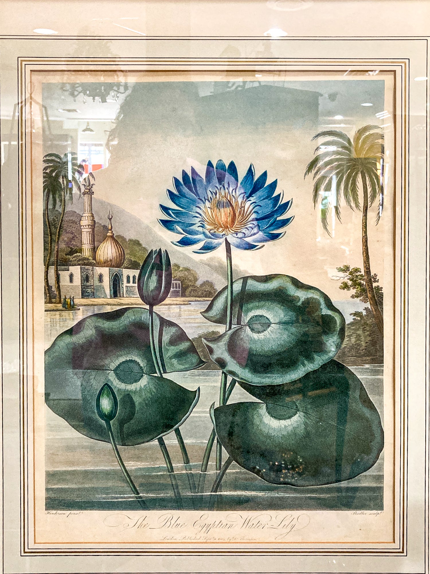 Antique Stadler 1804 The Blue Egyptian Water Lily Framed Color Aquatint Print