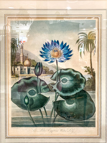 Antique Stadler 1804 The Blue Egyptian Water Lily Framed Color Aquatint Print