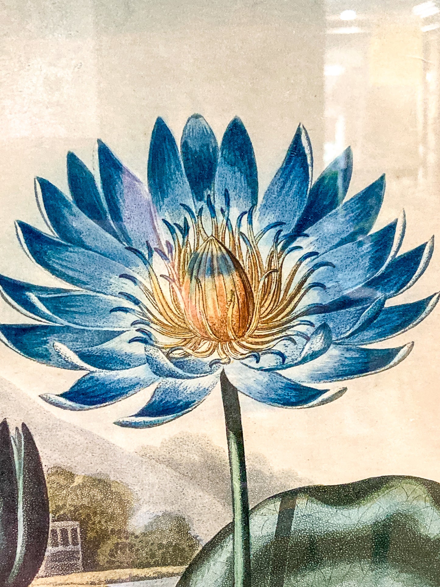 Antique Stadler 1804 The Blue Egyptian Water Lily Framed Color Aquatint Print