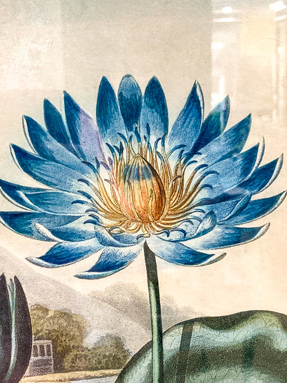 Antique Stadler 1804 The Blue Egyptian Water Lily Framed Color Aquatint Print