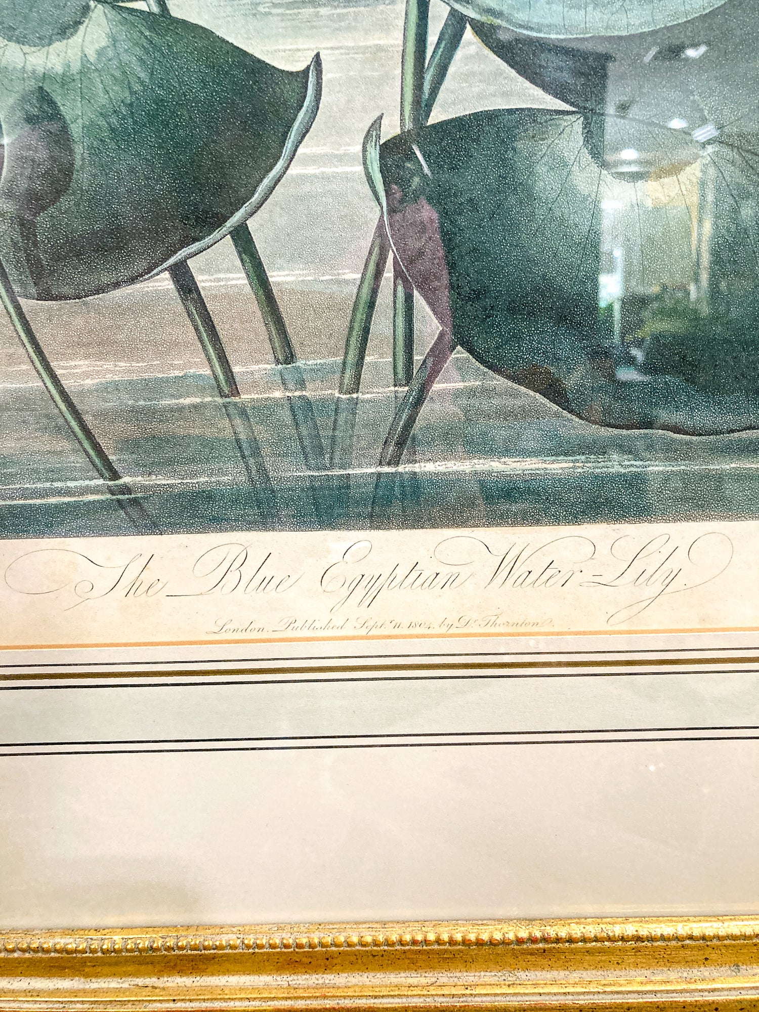 Antique Stadler 1804 The Blue Egyptian Water Lily Framed Color Aquatint Print