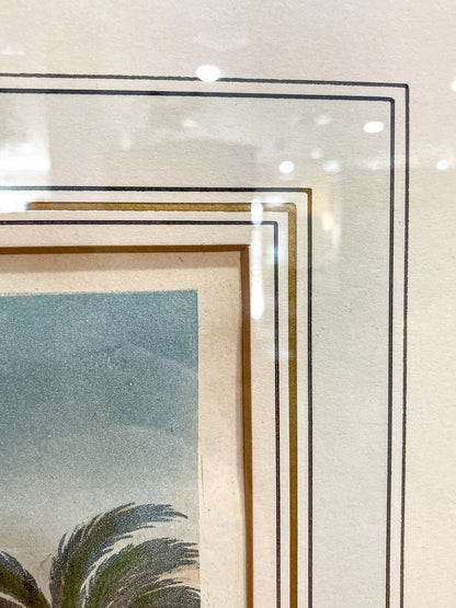 Antique Stadler 1804 The Blue Egyptian Water Lily Framed Color Aquatint Print