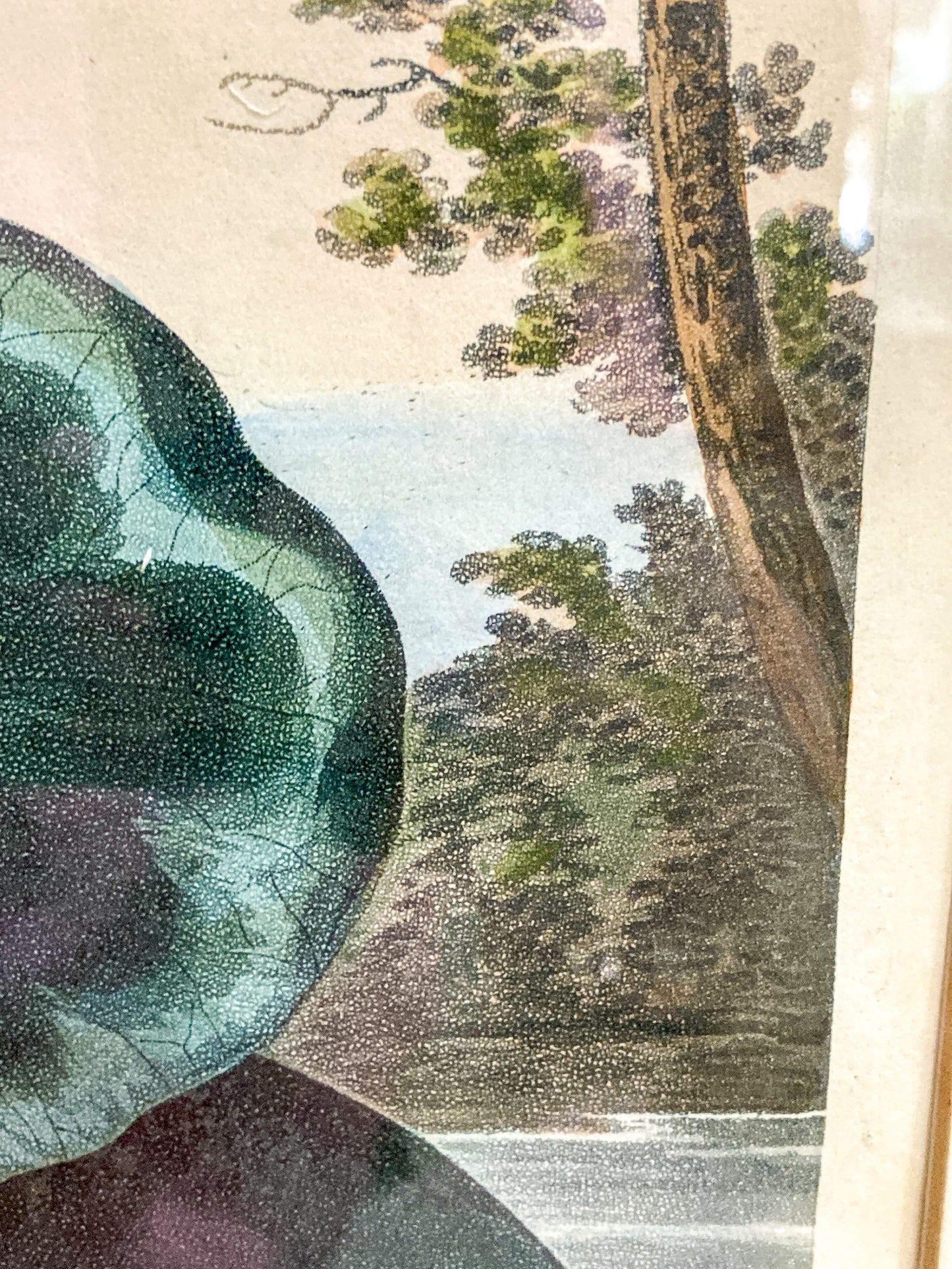 Antique Stadler 1804 The Blue Egyptian Water Lily Framed Color Aquatint Print