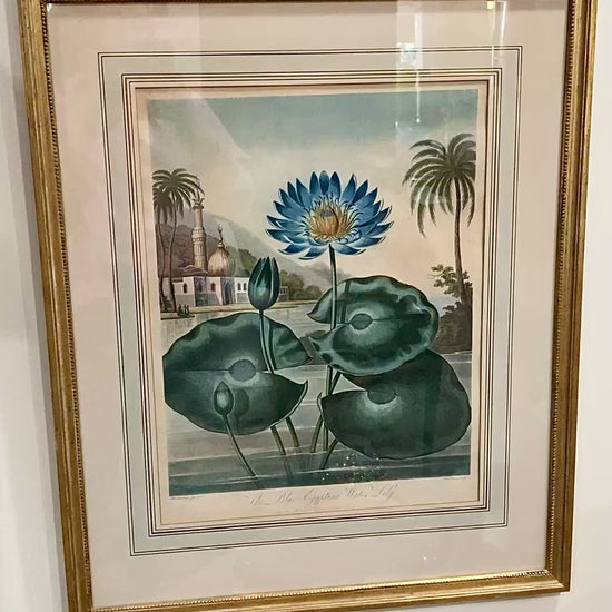 Antique Stadler 1804 The Blue Egyptian Water Lily Framed Color Aquatint Print