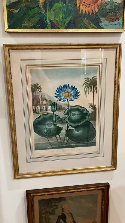 Antique Stadler 1804 The Blue Egyptian Water Lily Framed Color Aquatint Print